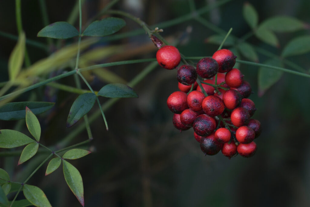 Heavenly Bamboo, Nandina domestica