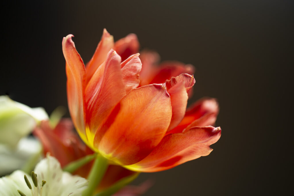 Parrot Tulip