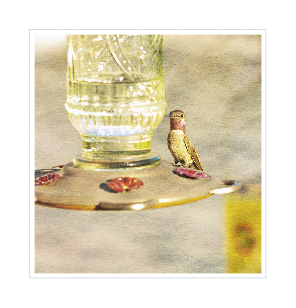 Hummingbird Art
