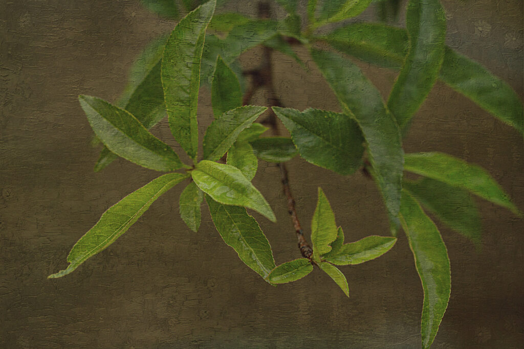 The Peach Leaves