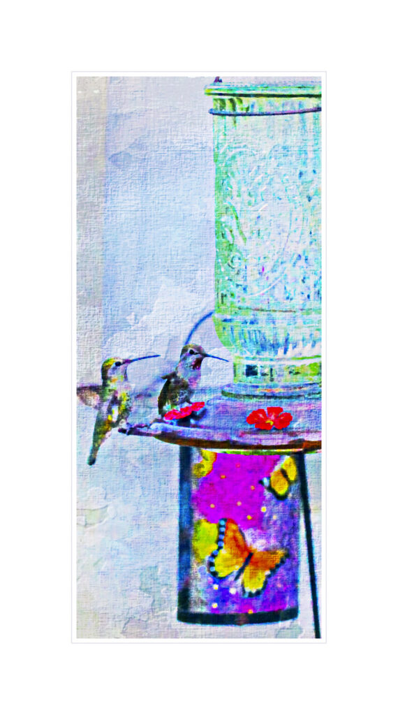 Hummingbirds at Feeder
