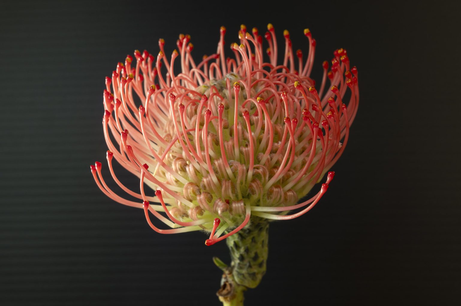 Pincushion Protea (Leucospermum cordifolium)