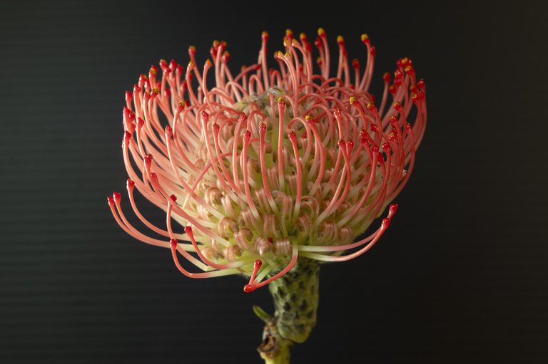 Pincushion Protea (Leucospermum cordifolium)