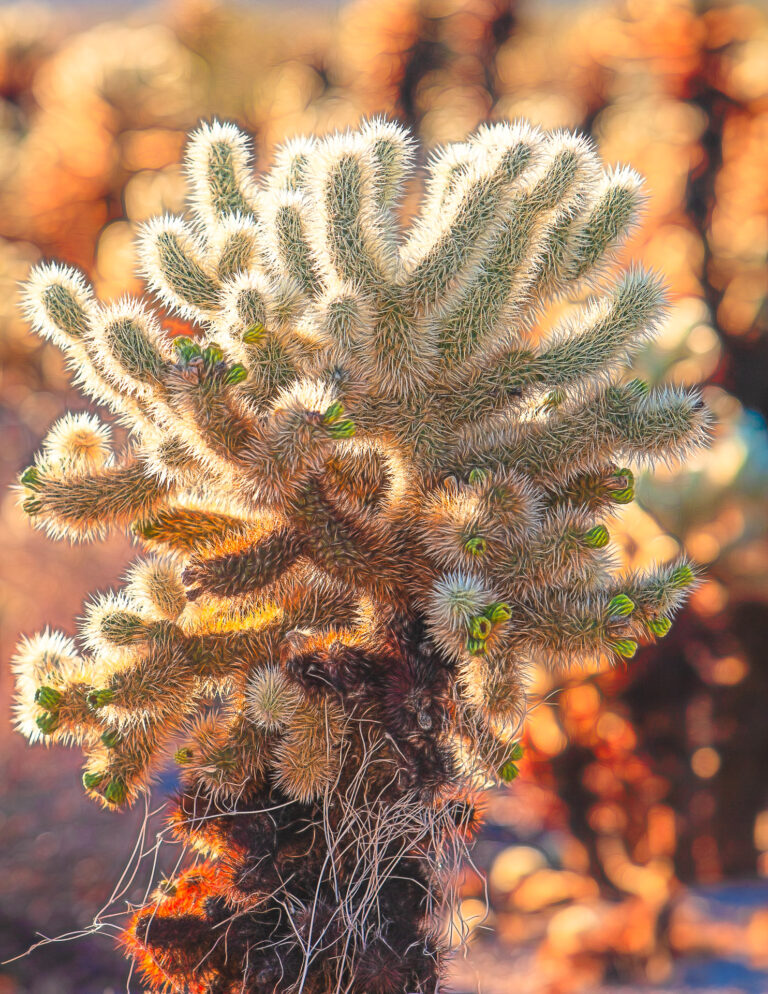 Cholla Cactus