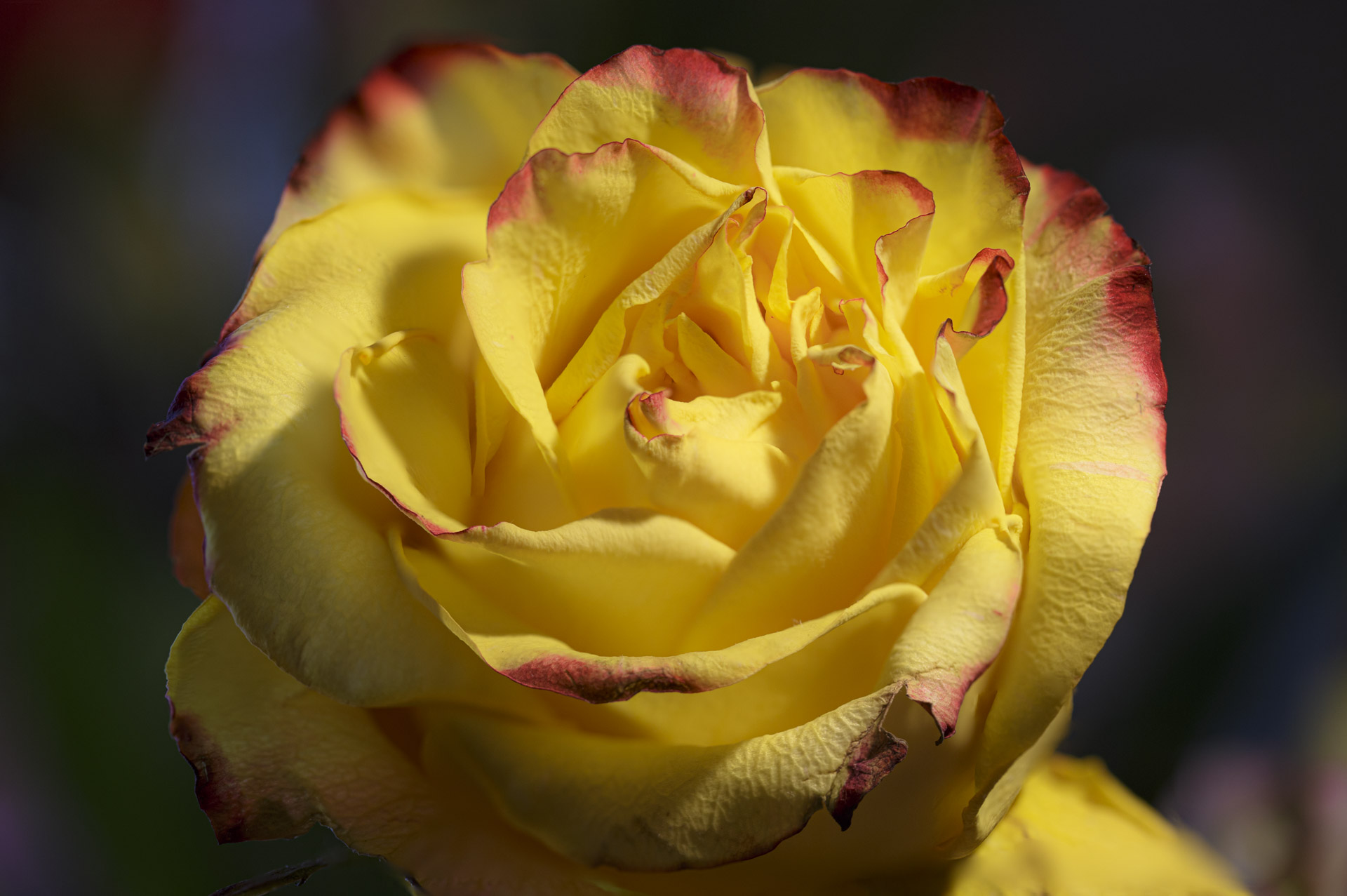 Yellow Rose