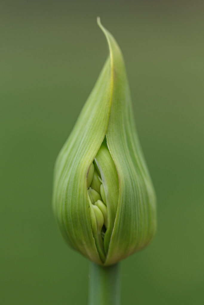 Lily of the Nile or African Lily