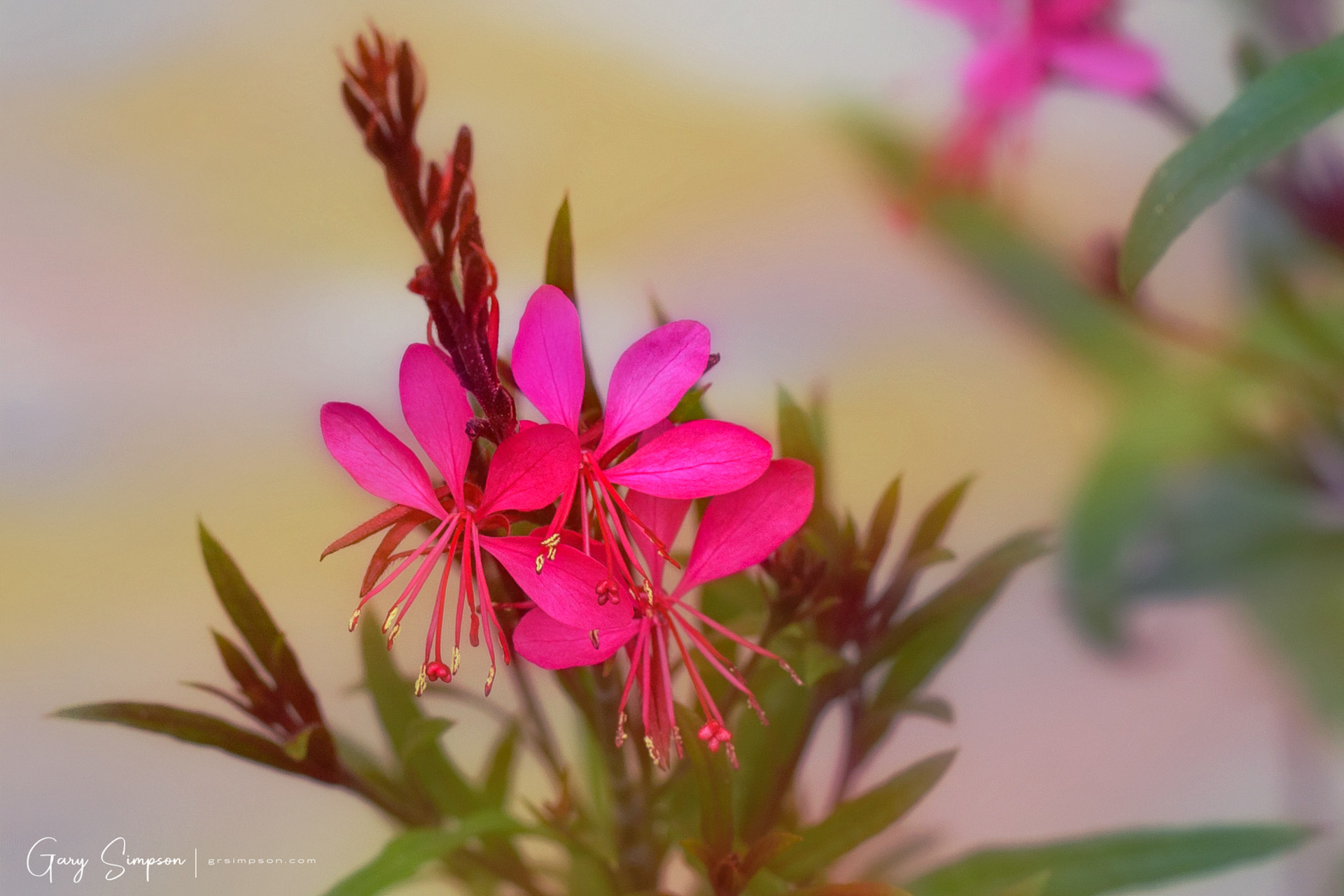 Wandflower