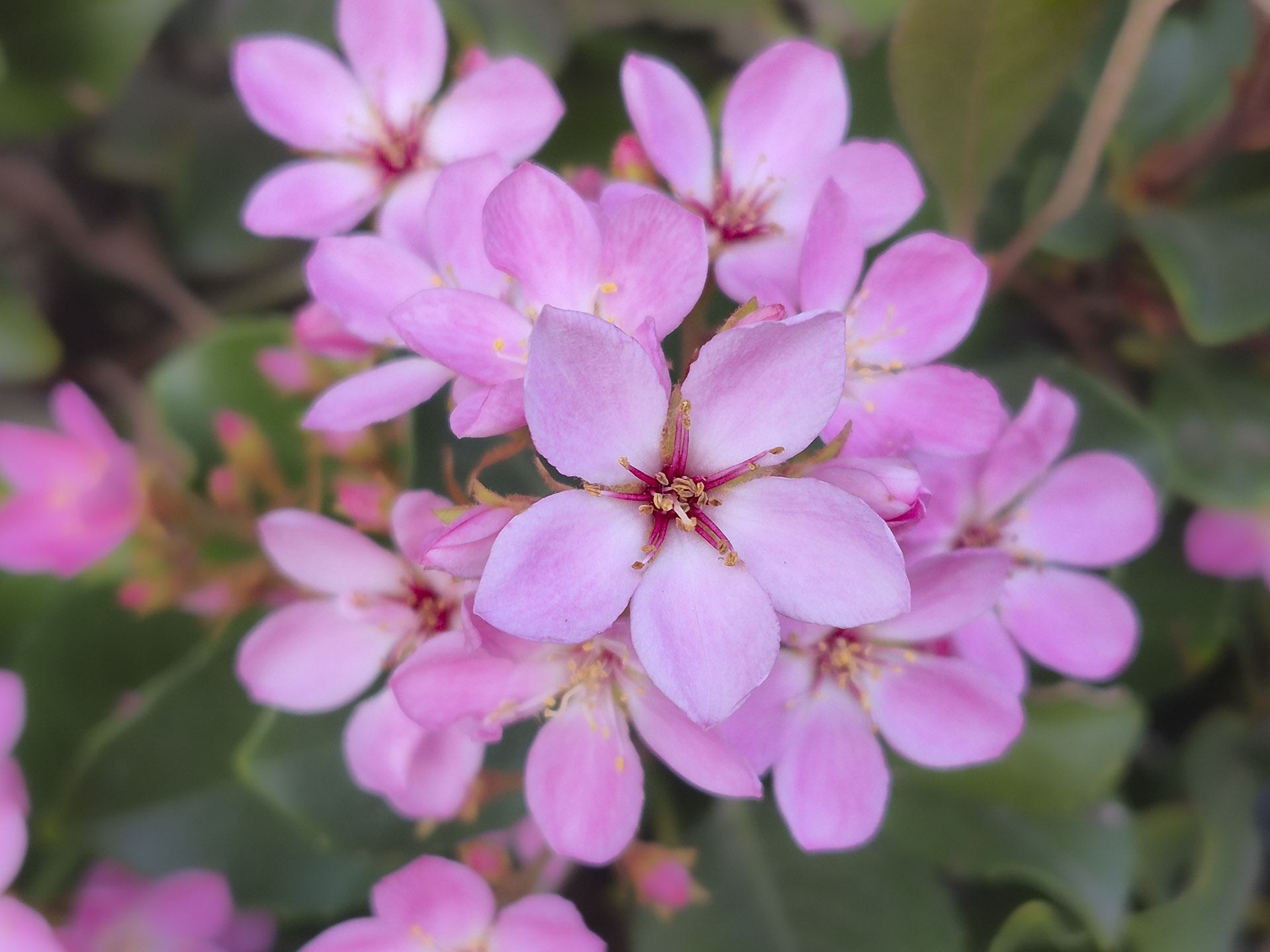 Indian Hawthorn
