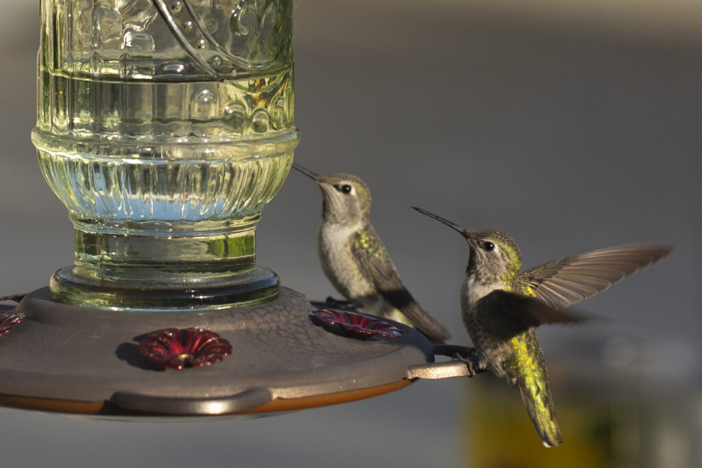 Hummingbirds at the feeder