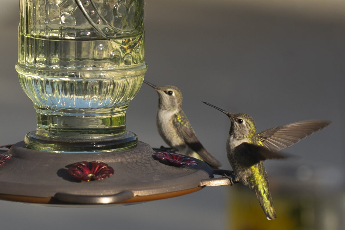 Hummingbirds