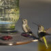 Hummingbirds