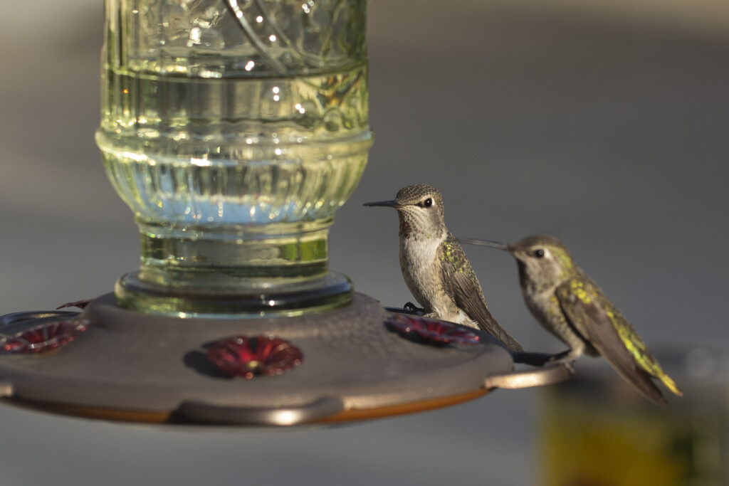 Hummingbirds at the feeder