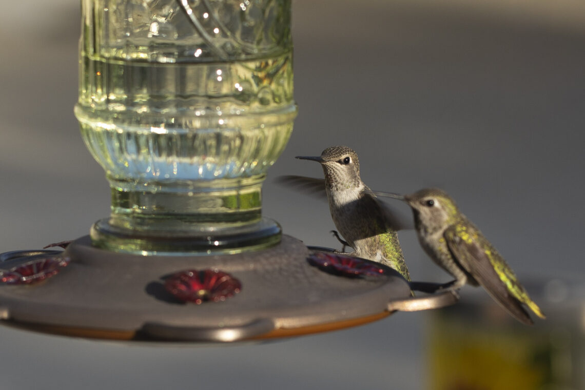 Hummingbirds at the feeder