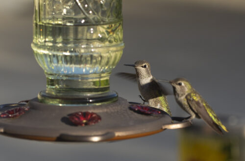 Hummingbirds at the feeder