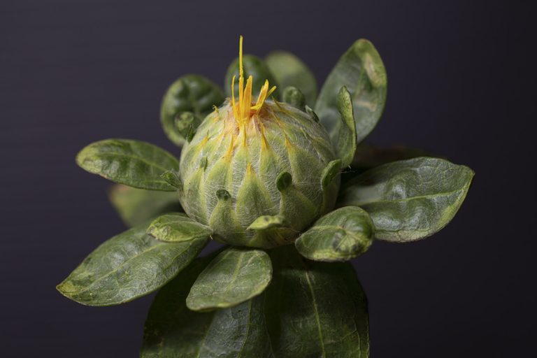 Safflower Bud 2