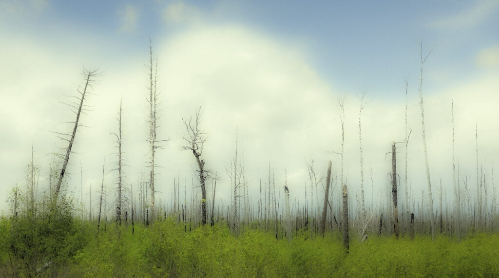 Old Burn, New Growth