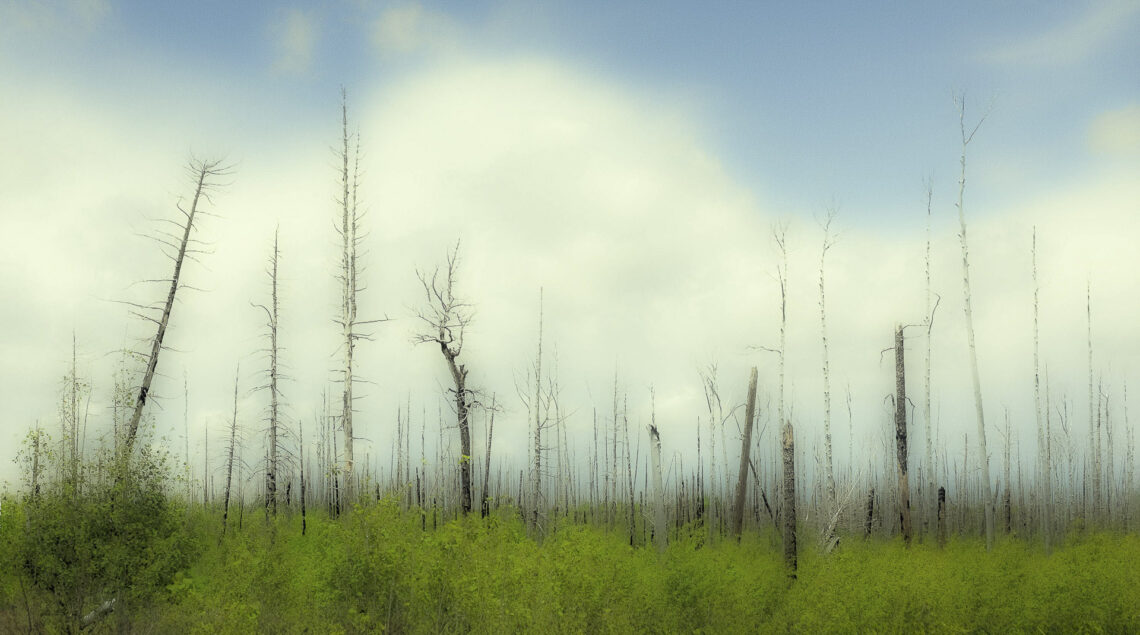 Old Burn, New Growth
