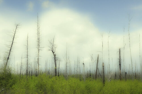 Old Burn, New Growth