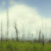 Old Burn, New Growth