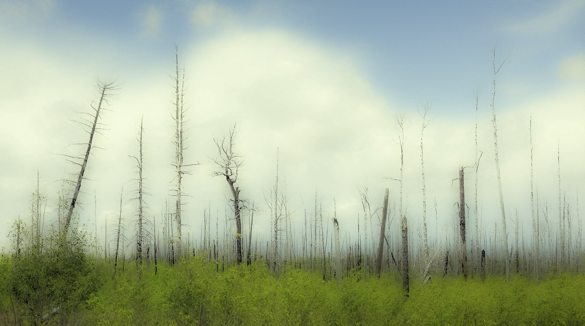 Old Burn, New Growth