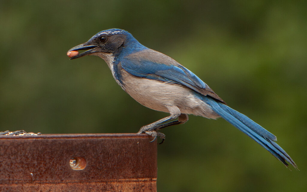 California Scrub Jay