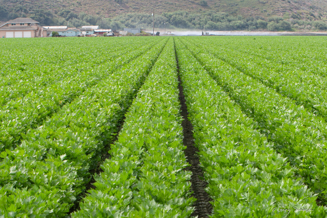 Commercial Celery Field