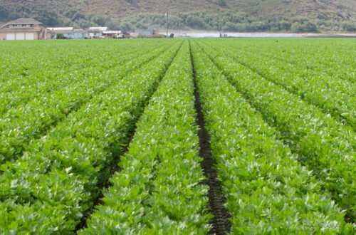 Commercial Celery Field
