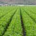 Commercial Celery Field