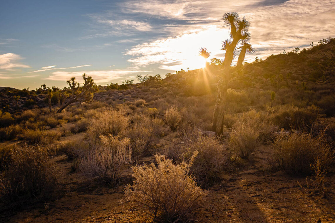 Desert Sunrise