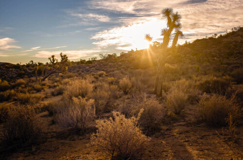 Desert Sunrise