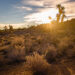 Desert Sunrise