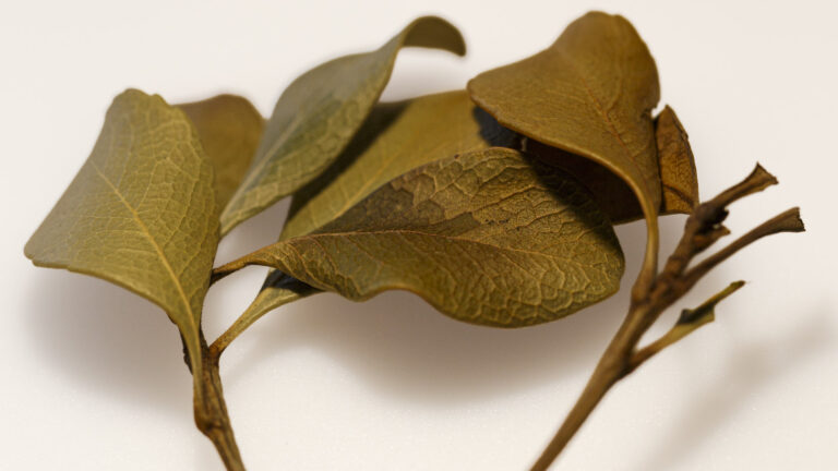 Eucalyptus Leaves