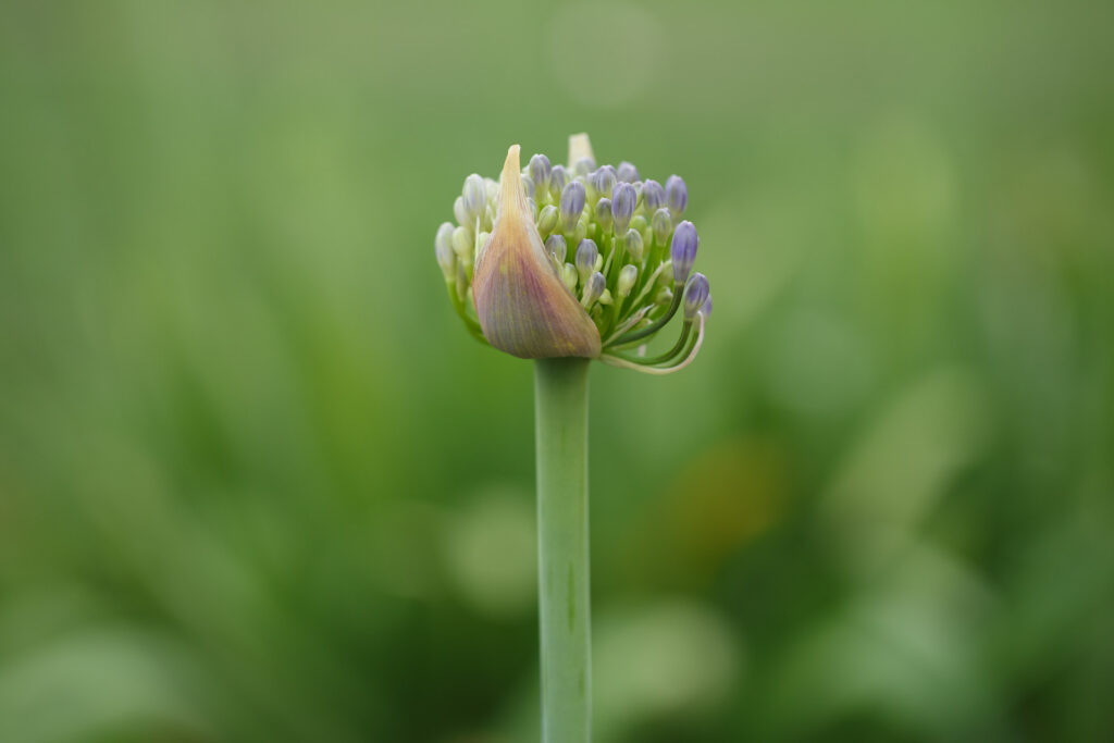Agapanthus Flower Buds