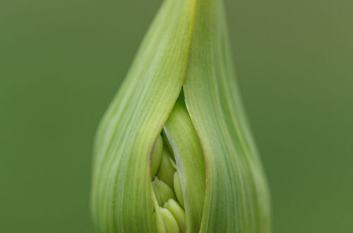 Agapanthus