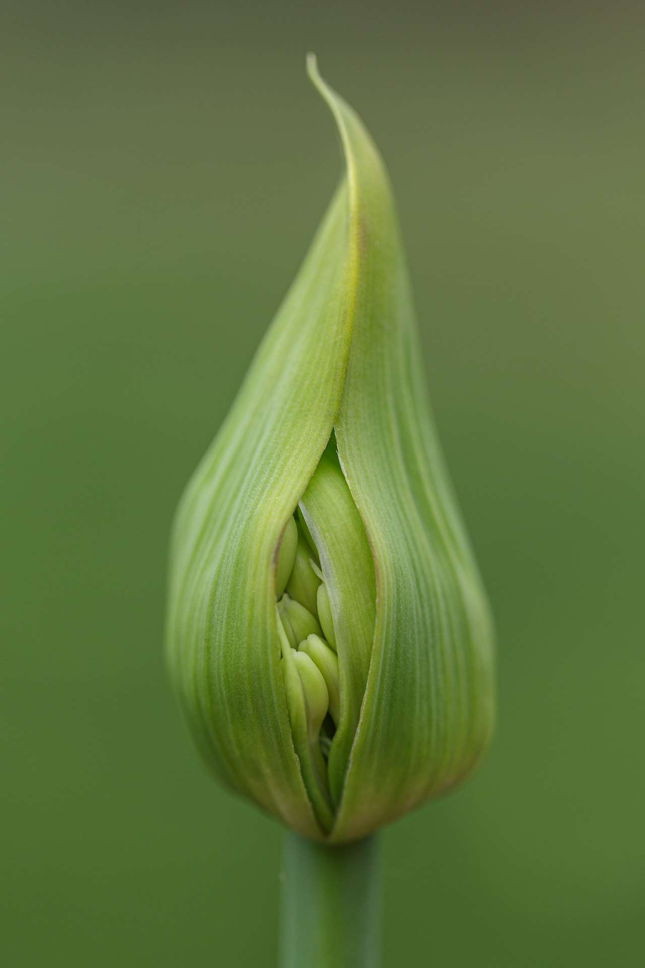Agapanthus