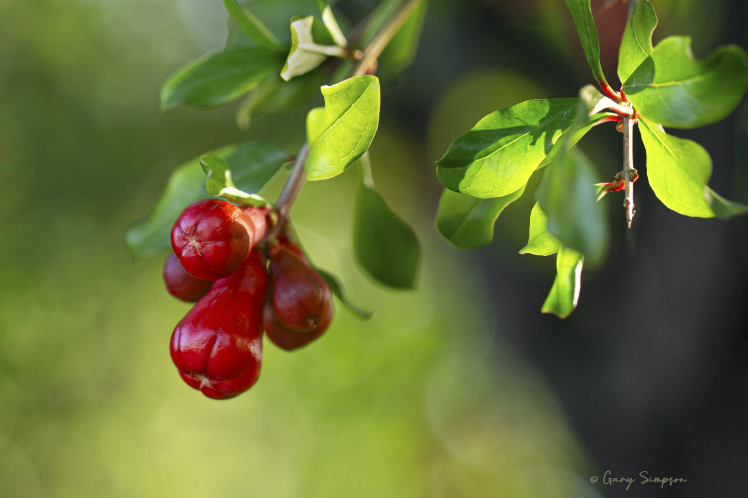 Pomegranate Blossoms