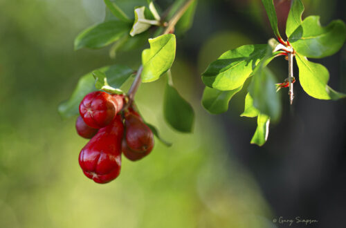 Pomegranate Blossoms