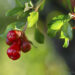 Pomegranate Blossoms