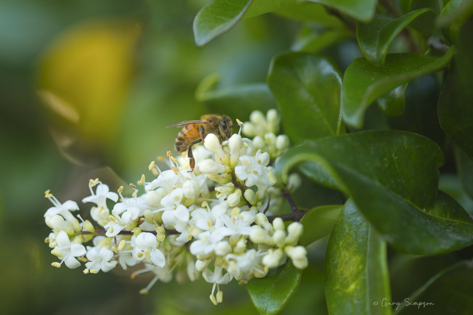 Bee foraging for nectar and pollen on Ligustrum japonica flower cluster