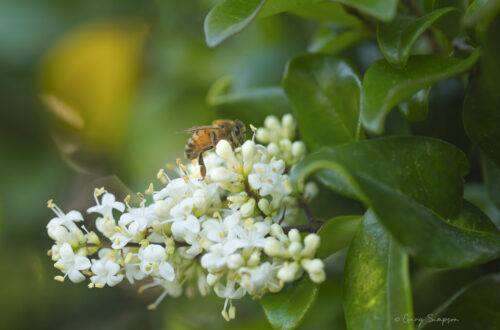 Bee foraging for nectar and pollen on Ligustrum japonica flower cluster