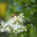Bee foraging for nectar and pollen on Ligustrum japonica flower cluster