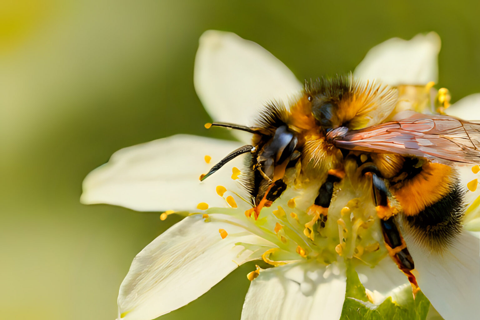 Honeybee on Flower