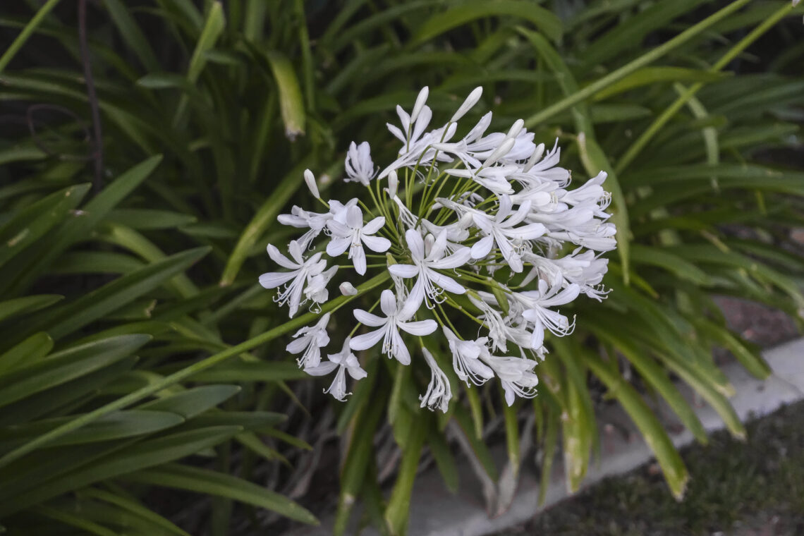 Agapanthus