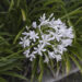Agapanthus