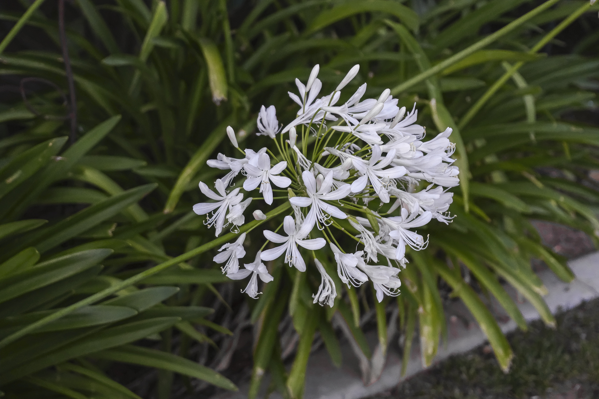 Agapanthus