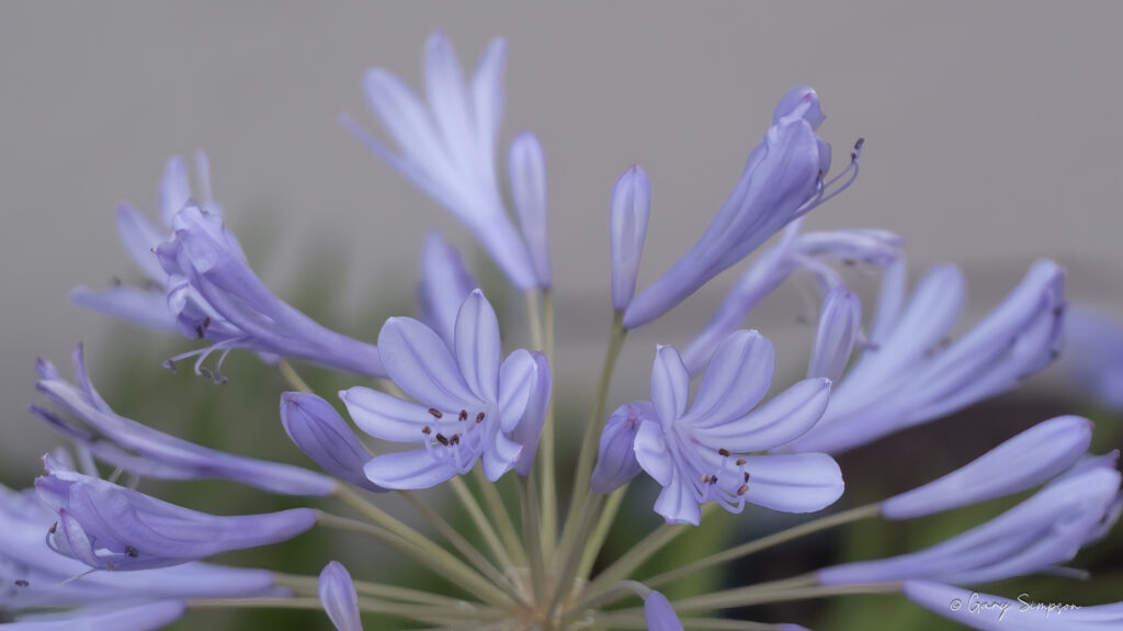 Agapanthus
