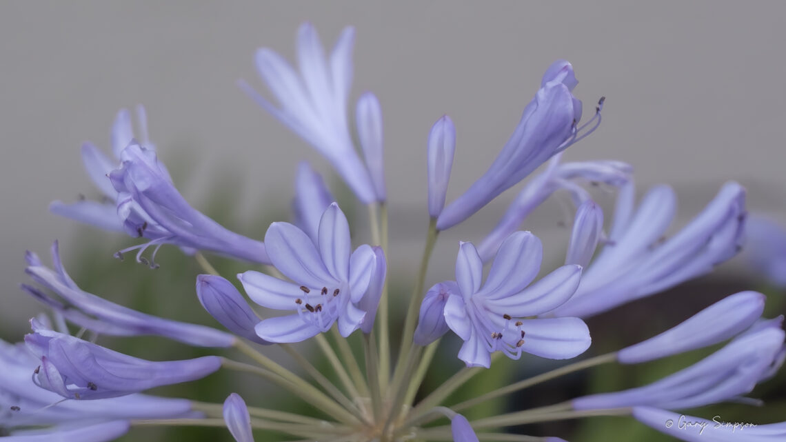 Agapanthus