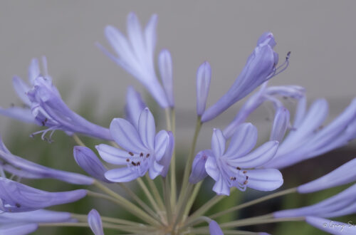 Agapanthus