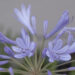 Agapanthus
