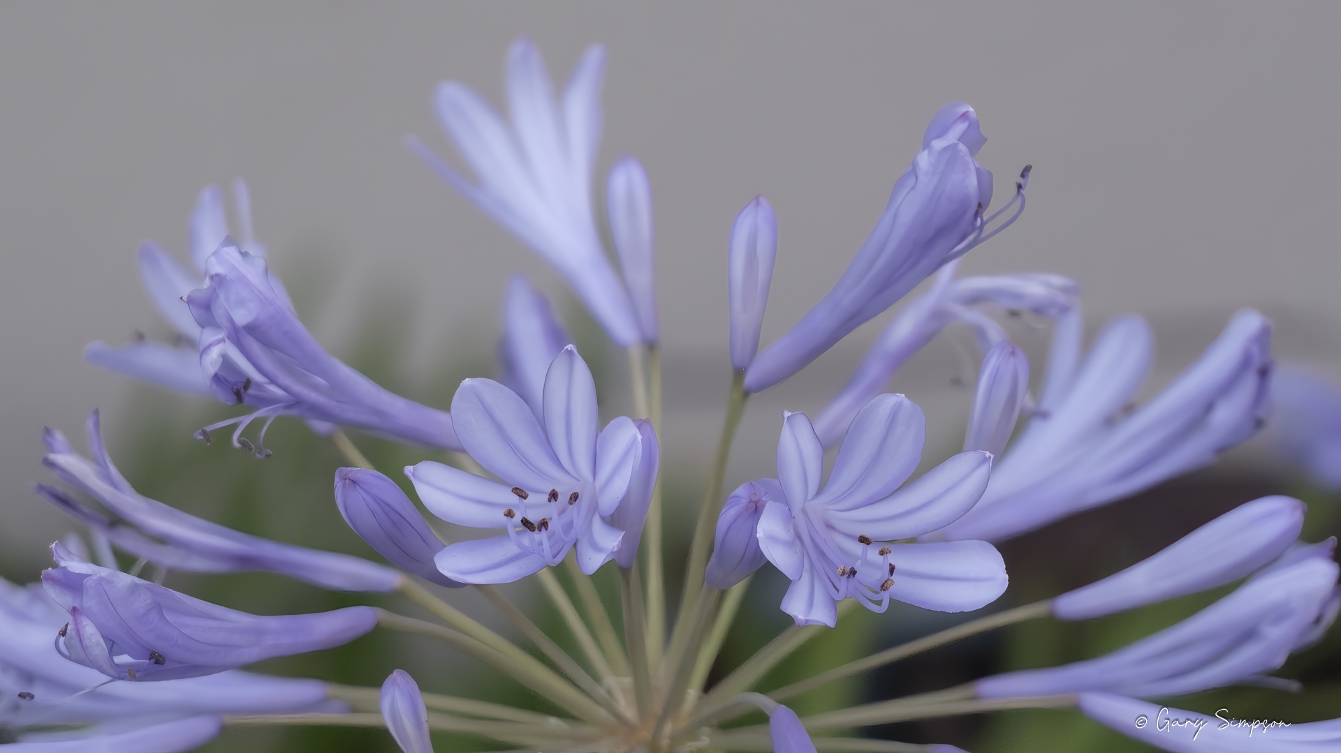 Agapanthus